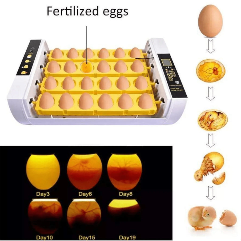 🐣 Automatski Inkubator za 24 Jaja – Vaš Prvi Korak ka Uspješnom Uzgajanju Peradi!