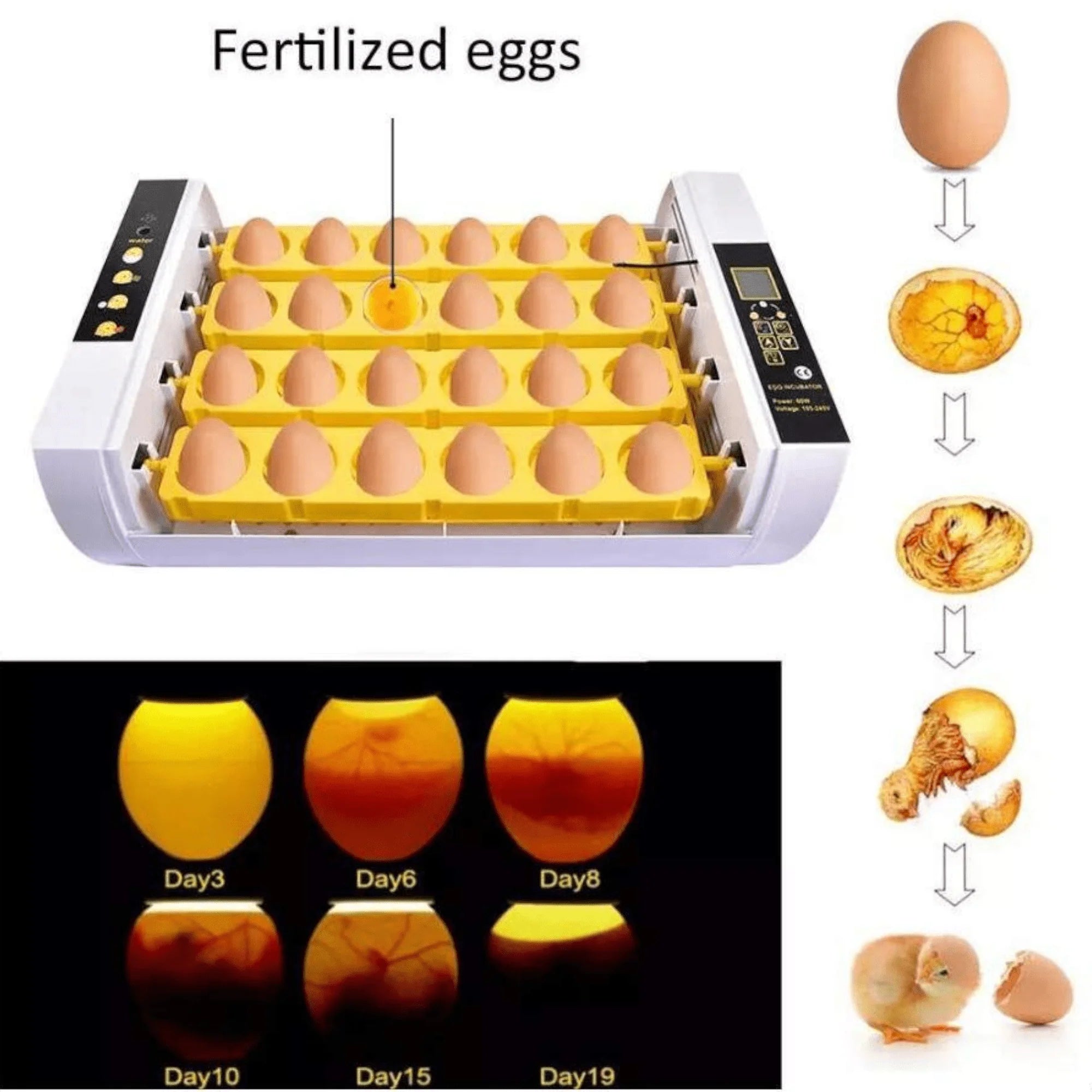 🐣 Automatski Inkubator za 24 Jaja – Vaš Prvi Korak ka Uspješnom Uzgajanju Peradi!